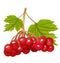 Red Viburnum Berries With Leaves. Vector illustration