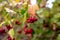 Red viburnum berries on a tree in autumn