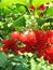 Red viburnum berry