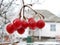 Red viburnum berry on frost