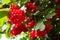 Red viburnum branch in the garden.