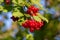 Red viburnum branch in the garden