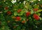 Red viburnum brushes hang on a branch. A beautiful green bush in the garden