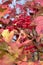 Red viburnum bunch with many ripe berries hangs on the branch in front blur autumn background vertical view closeup