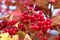 Red viburnum bunch with ripe berries hangs on the branch in front blur autumn background close up view