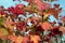 Red viburnum bunch with ripe berries hangs on the branch in front blur autumn background close up view