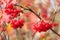 Red viburnum bunche with ripe berries hangs on the branch in front blur autumn background closeup view