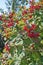 Red viburnum bush
