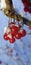 red viburnum fruits under the snow in winter