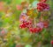 Red viburnum. Ripe viburnum berries on a bush in summer