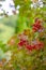 Red viburnum. Ripe viburnum berries on a bush in summer