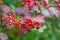 Red viburnum. Ripe viburnum berries on a bush in summer