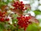 Red viburnum. Ripe viburnum berries on a bush in summer