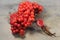 Red viburnum twigs