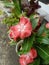 red vinca santa fe flowers in the yard