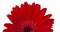 red vintage fresh gerbera flower isolated on  the white background