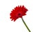 red vintage fresh gerbera flower isolated on  the white background