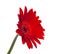 red vintage fresh gerbera flower isolated on  the white background