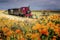 A red vintage steam locomotive on a narrow - gauge railway passing orange flowers on a farm at Sandstone Estates,  South Africa