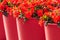 Red viola flowers in large red flower pots