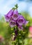 Red violet foxglove blossoms, blurred green natural garden and blue sky background,sunny summer day