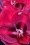 Red violet glossy amaryllis center heart blossom macro
