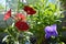 Red, violet and green - summer palette of small garden on the balcony.