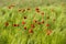 Red vivid poppies