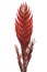 Red Vriesea Bromeliad, inflorescence closeup isolated