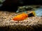 Red Wagtail Platy Xiphophorus maculatus in a fish tank