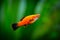 Red Wagtail Platy Xiphophorus maculatus in a fish tank