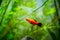 Red Wagtail Platy Xiphophorus maculatus in a fish tank