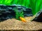 Red Wagtail Platy Xiphophorus maculatus in a fish tank with blurred background