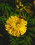 A Red waisted florella moth is collecting honey form a yellow Marigold flower