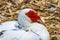 Red warty-faced warty muscovy duck Rodini Park Rhodes Greece