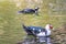 Red warty-faced warty muscovy ducks Rodini Park Rhodes Greece