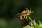 Red Wasp, Polistes carolina near Pune, Maharashtra, India