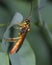 red wasp sitting on a leaf of a plant