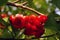 Red water apples fruits (Syzygium aqueum) on its tree, known as rose apples or watery rose apples