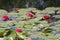 Red water-lilies on lake