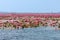 Red water lilies with tourists on boat at Nong Han marsh