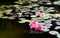 Red water lily in a nice pond