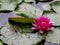 Red water lily or Nymphea Attraction Nymphaea rubra