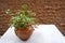 Red Watercress or Japanese Red Duck Vegetables Reddish green leaves on background