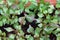 Red Watercress (Nasturtium officinale)
