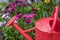 Red watering can in colorful spring garden and marguerite daisies