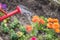 Red watering can with water falling from spout onto colorful spring flowers