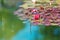 Red waterlily in garden pond horizontal