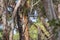 Red Wattle Bird, honeyeater, perching on tree on Kangaroo Island