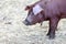 Red Wattle hog Sus scrofa domesticus close-up.